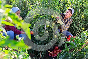 Hardworking farmers harvest ripe tomatoes, putting them in buckets