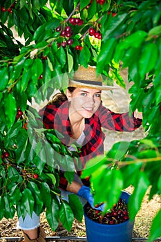 Hardworking girl farmer plucks cherries from a tree, putting fruit in a bucket