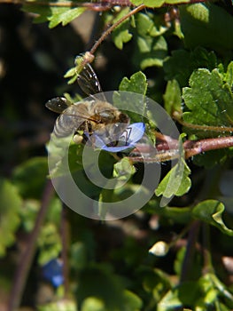 a hardworking honey-bee at work on a flower