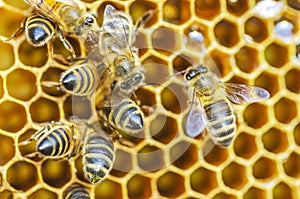 Hardworking honey bees on honeycomb in apiary