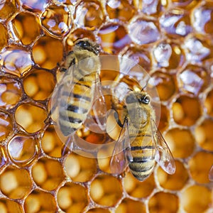 Hardworking honey bees on honeycomb in apiary