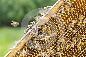 Hardworking honey bees on honeycomb in apiary