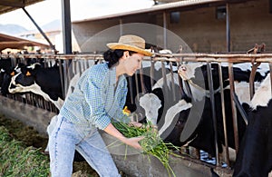 Hardworking kazakh woman farmer feeds cattle with freshly cut grass