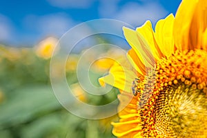 hardworking little bee harvests pollen on a yellow sunflower Helianthus