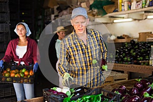 Hardworking man sorts ripe recently harvested eggplants in a warehouse