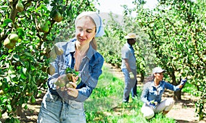Hardworking woman farmer plucks ripe juicy pears from a tree