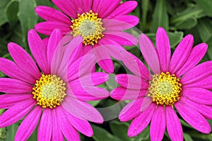 Hardy African Daisy