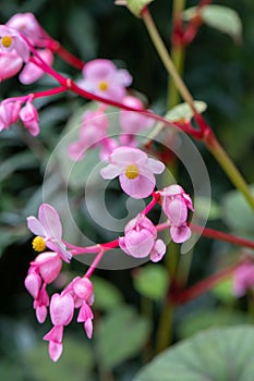 Hardy Begonia grandis subsp. evansiana, close-up of pink flowers