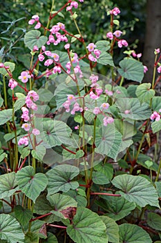 Hardy Begonia grandis subsp. evansiana, pink flowering plants