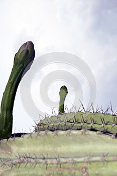 Hardy cacti flowers going to open at night.