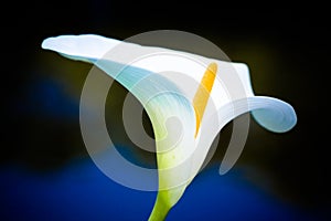 Hardy Calla Lily Zantedeschia aethiopica white flower against a predominantly dark and blue out of focus background photo