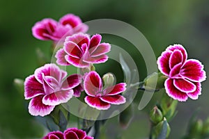 Hardy carnation - Pink Kisses