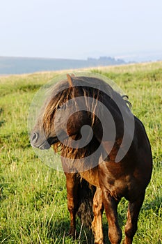 Dartmoor ponies stallion & mare