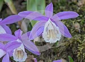 Hardy Chinese orchid Pleione bulbocodioides close-up inflorescence