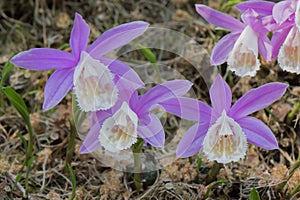 Hardy Chinese orchid Pleione bulbocodioides flowering