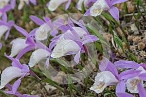 Hardy Chinese orchid Pleione bulbocodioides flowering abundantly