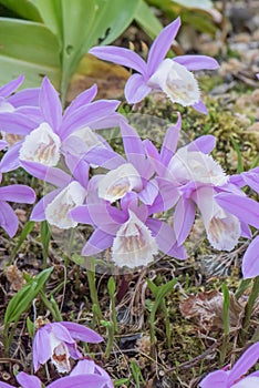 Hardy Chinese orchid  Pleione bulbocodioides  wild habitat