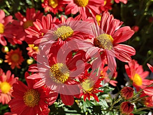 Hardy chrysanthemums bloosm at Winter in New Territories Hong Kong