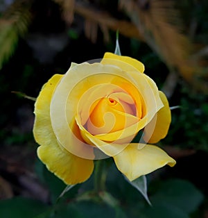 Rosa 'Landora' flower photo