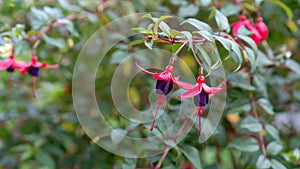 Hardy fuchsia flower in a garden