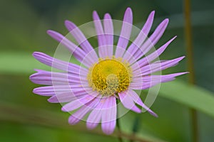Hardy Garden Mum Dendranthema Chrysanthemum rubellum Clara Curtis, pink flower with yellow eye photo