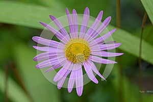Hardy Garden Mum Dendranthema Chrysanthemum rubellum Clara Curtis, pink flower with yellow eye photo