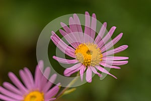 Hardy Garden Mum Dendranthema rubellum Clara Curtis, deep pink flowers photo