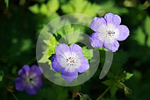 Hardy Geranium Plant flower