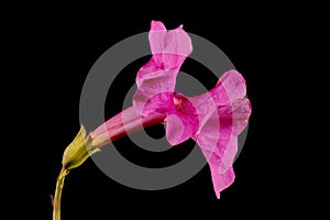 Hardy Gloxinia (Incarvillea delavayi). Flower Closeup photo