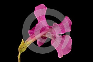 Hardy Gloxinia (Incarvillea delavayi). Flower Closeup photo