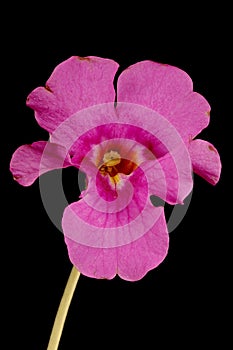 Hardy Gloxinia (Incarvillea delavayi). Flower Closeup photo
