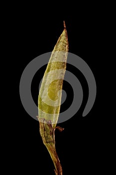 Hardy Gloxinia (Incarvillea delavayi). Immature Fruit Closeup