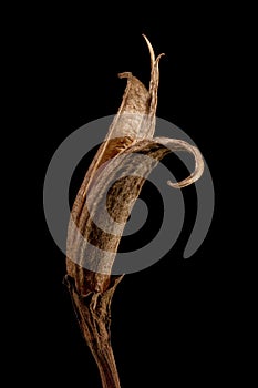 Hardy Gloxinia (Incarvillea delavayi). Mature Fruit Closeup