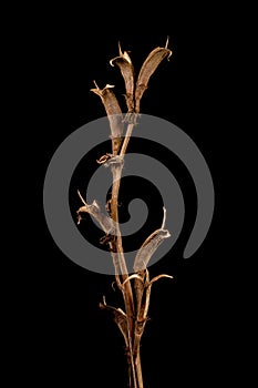 Hardy Gloxinia (Incarvillea delavayi). Mature Infructescence Closeup