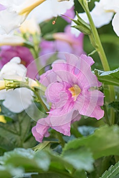 Hardy gloxinia Incarvillea delavayi, trumpet-like pink-lilac flower