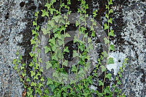 Hardy green shoots of wild English Ivy Hedera helix evergreen plant climbing up textured concrete wall