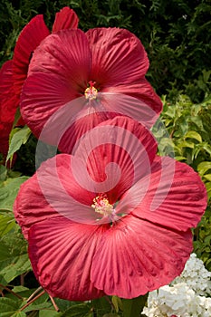 Hardy Hibiscus (Hibiscus moscheutos)