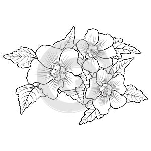 Hardy hibiscus syriacus. Line art perennial hibiscus flower coloring page vector