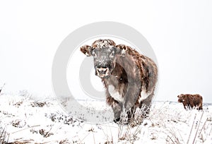 Hardy Highland Cattle in snow covered field