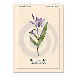 Hardy, or hyacinth orchid Bletilla striata , medicinal plant