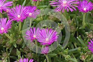 Hardy iceplant, Delosperma cooperi, with purple flowers