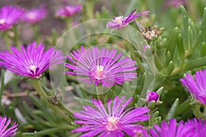 Hardy iceplant Delosperma cooperi with radiant purple flowers