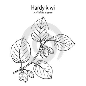 Hardy kiwi Actinidia arguta , edible and medicinal plant