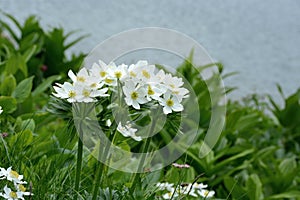 Anemone narcissiflora - on the shore of a mountain lake