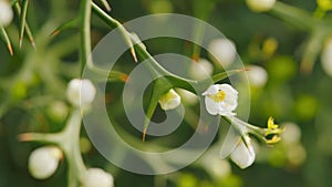 Hardy Orange. Evergreen Poncirus Bush Blooming With White Flowers. Close up.