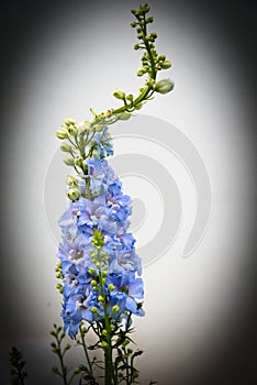 hardy ornamental delphinium in the flower garden