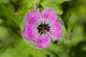 Hardy Purple Geranium