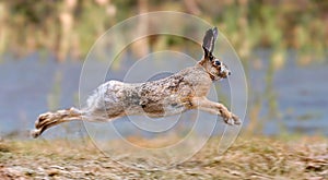 Hare