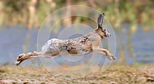 Hare