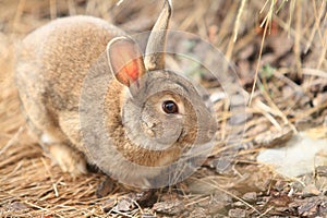 Hare